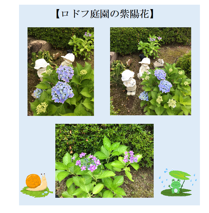 紫陽花の季節